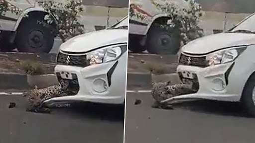 टक्कर लगने के बाद कार के बोनट पर फंसा तेंदुआ, दिल दहला देने वाला वीडियो वायरल
