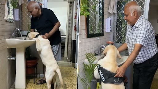 डॉग सिर्फ अपने पसंदीदा वॉश बेसिन से पानी पीना चाहता है, देखें वीडियो
