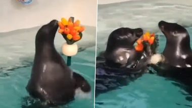 Viral Video: रोमांटिक सील ने अपनी प्रेमिका को गिफ्ट में दिए फूल, ख़ुशी से झूमने लगी सी लायन, देखें वीडियो