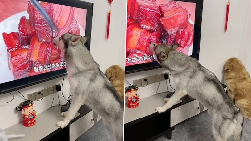 Viral Video: टीवी में मीट के टुकड़े को देखकर डॉग ने किया कुछ ऐसा, वीडियो देख आ जाएगी हंसी