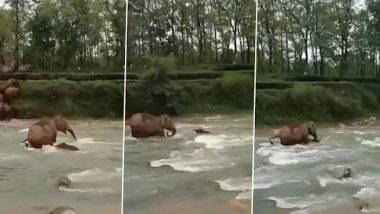 Viral Video: मम्मी एलीफैंट ने बंगाल की नदी में डूब रहे अपने बच्चे को बचाया, देखें वीडियो