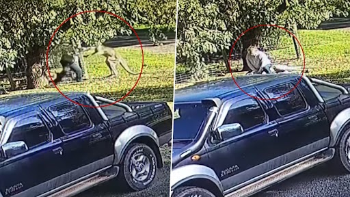 Viral Video: स्ट्रेलियाई शख्स पर आक्रामक कंगारू ने किया हमला, उसके बाद जो हुआ... देखें वीडियो