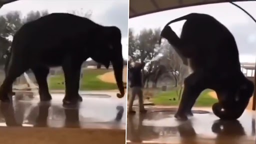 Elephant Does Headstand: नहाने के लिए सिर के बल खड़ा हुआ हाथी, भड़के नेटीजंस, देखें वीडियो