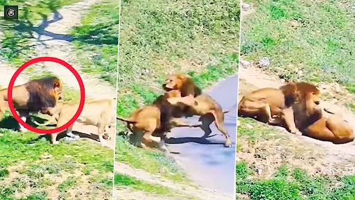 Viral Video: दूसरा शेर शेरनी के साथ इश्कबाज़ी करने की कोशिश कर रहा था...उसके बाद जो हुआ...देखें वीडियो