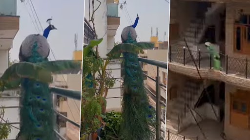 Viral Video: बालकनी पर उड़कर बैठते हुए हरे मोर का क्लिप वायरल, वीडियो देख हो जाएंगे मंत्रमुग्ध
