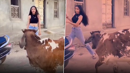 Viral Video: बैल के सामने डांस रील बना रही थी लड़की, उसके बाद जो हुआ...देखें वीडियो