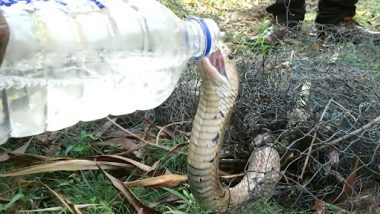 Thirsty King Cobra: जाल में फंसे प्यासे किंग कोबरा को शख्स ने पिलाया पानी, देखें वीडियो