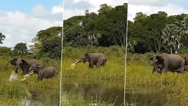 Alligator Attacks Baby Elephant: मगरमच्छ ने बेबी एलीफैंट पर किया हमला, मम्मा हाथी ने ऐसे बचाया