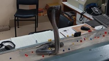 Six-Feet Cobra Sits on Table: कोटा स्टेशन अफसर की टेबल पर 'बॉस' की तरह बैठा मिला छह फीट लंबा कोबरा, देखें भयानक तस्वीर