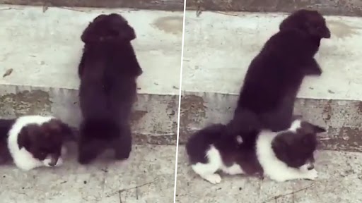 Viral Video: छोटे से डॉग ने सीढ़ियों पर चढ़ने के लिए अपने दोस्त की ऐसे की मदद, देखें वीडियो