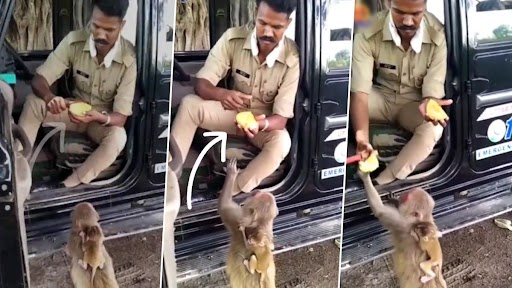 यूपी पुलिस कांस्टेबल का बंदर को प्यार से आम खिलाते हुए क्लिप वायरल, नेटिज़न्स ने कहा असली हीरो