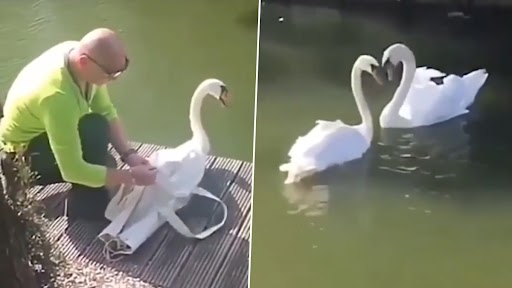 Viral Video: हफ़्तों तक अलग रहने के बाद हंस जोड़े को फिर से मिलवाया गया, देखें क्यूट वीडियो