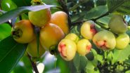 Gulab Jamun Fruit: एक पेड़ का फल ऐसा भी, जिसका स्वाद गुलाब जामुन जैसा, जानें इसके औषधीय गुण