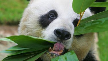 Panda An An Died: दुनिया का सबसे बूढ़े पांडा की मौत, 35 साल की उम्र में दी गई इच्छामृत्यु