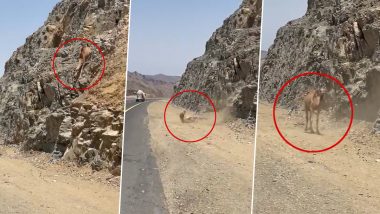 Shocking Viral Video: पहाड़ से नीचे उतरते समय फिसला ऊंट का पैर, फिर जो हुआ... देखकर हो जाएंगे हैरान