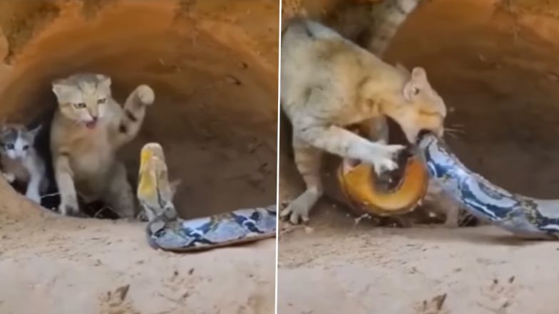 Cat vs Python Viral Video: बच्चों की जान बचाने के लिए अजगर से जा भिड़ी मां बिल्ली, दोनों के बीच की जबरदस्त लड़ाई का वीडियो हुआ वायरल