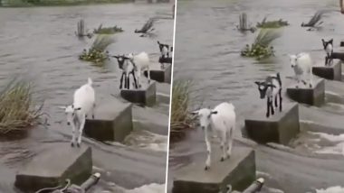 Viral Video: समझदारी दिखाते हुए बकरियों ने बारी-बारी से किया पानी को पार, बताया क्या होता है लीडरशीप