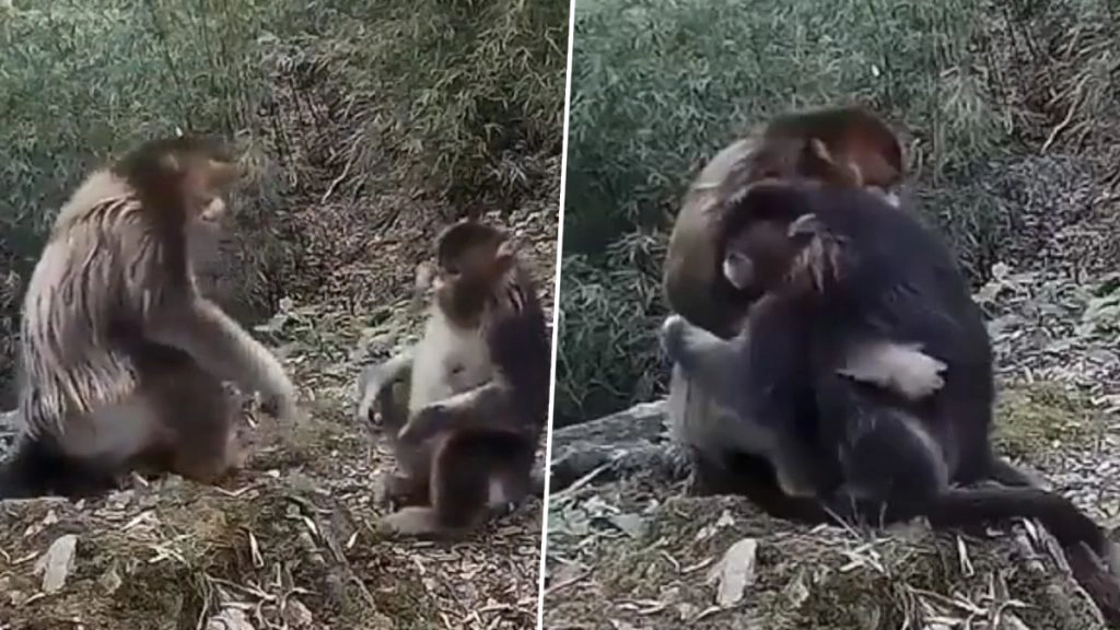 Viral Video: बंदरों ने प्यार से एक-दूसरे को लगाया गले, भावनाओं से भरा यह हग जीत रहा है सबका दिल