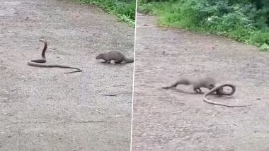 Snake vs Mongoose Viral Video: जहरीले सांप और खतरनाक नेवले के बीच हुई खूनी जंग, लड़ाई देखने के लिए उमड़ी लोगों की भीड़