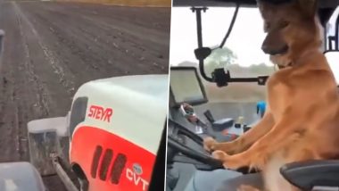 खेतों में ट्रैक्टर चलाते कुत्ते ने अपनी तरफ खींच लिया सबका ध्यान, Viral Video देख आप भी हो जाएंगे हैरान