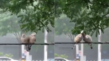 Viral Video: भयंकर तूफान के बीच एक-दूसरे को सहारा देते नजर आए दो पक्षी, भावुक करने वाला वीडियो हुआ वायरल