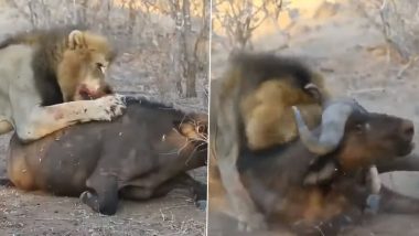 Viral Video: भूखे शेर ने बेरहमी से उतारा भैंस को मौत के घाट, शिकार का हैरान करने वाला वीडियो हुआ वायरल
