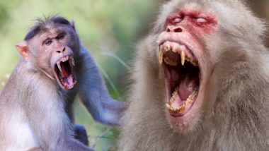 Japanese Macaques Video: जापान में बंदरों का दहशत, बच्चों को छीनने की कर रहे कोशिश, लोगों को काटकर कर रहे घायल