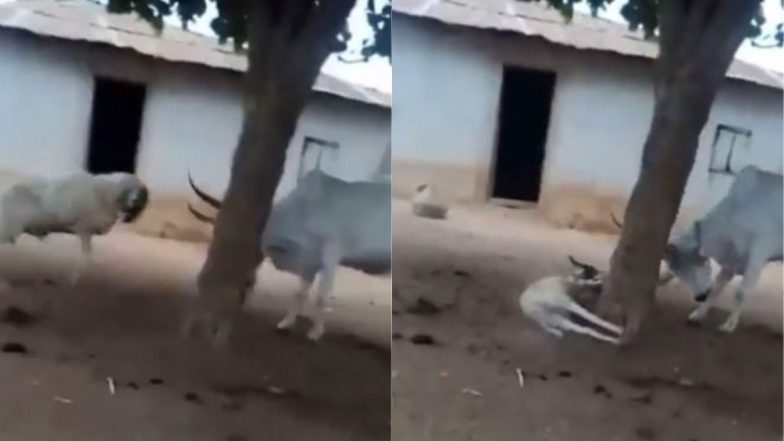 बेवजह बैल को छेड़ना बकरे को पड़ा भारी, मिला ऐसा सबक की जिंदगी भर रहेगा याद (Watch Viral Video)