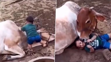 अपनी संतान की तरह इंसान के बच्चे पर प्यार लुटाती दिखी गाय, Viral Video जीत लेगा आपका दिल