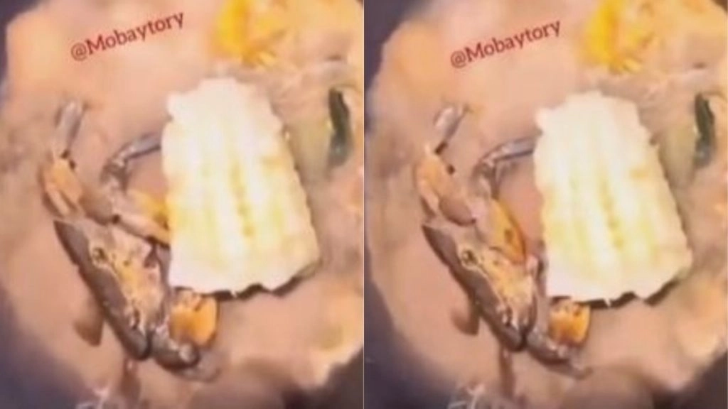 गर्म कड़ाही में पकते समय भुट्टा खाते केकड़े का वीडियो हुआ वायरल, नजारा देख इमोशनल हुए लोग