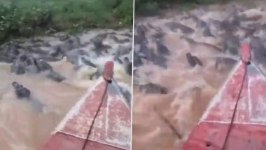 Viral Video: खूंखार मगरमच्छों के झुंड के बीच से नाव पर सवार होकर निकला शख्स, हैरान करने वाला वीडियो हुआ वायरल