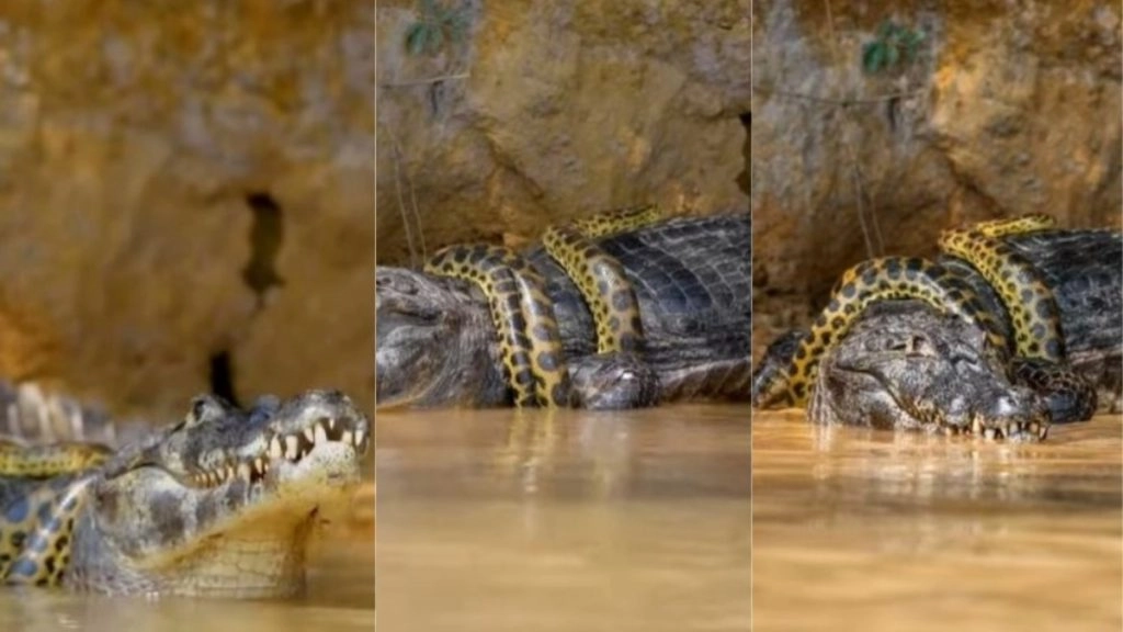 Viral Video: विशालकाय एनाकोंडा और मगरमच्छ के बीच हुई खूनी जंग, होश उड़ाने वाला वीडियो हुआ वायरल