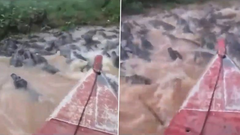 Viral Video: खूंखार मगरमच्छों के झुंड के बीच से नाव पर सवार होकर निकला शख्स, हैरान करने वाला वीडियो हुआ वायरल