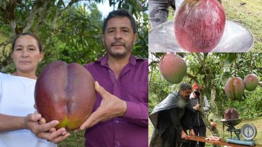 World's Heaviest Mango: ये हैं दुनिया के सबसे भारी आम,  4.25 KG है वजन, किसान ने गिनीज बुक में दर्ज कराया नाम