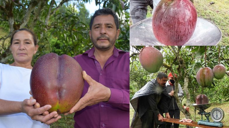 World's Heaviest Mango: ये हैं दुनिया के सबसे भारी आम,  4.25 KG है वजन, किसान ने गिनीज बुक में दर्ज कराया नाम