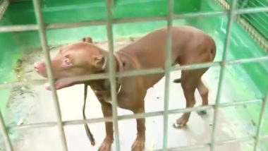 Pit Bull Dog Lucknow: मालकिन की जान लेने वाले पिटबुल कुत्ते के साथ अब क्या होगा? अधिकारी ने दिया ये जवाब