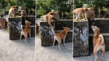 Viral Video: अकेले कुत्ते को घेर कर तीन बंदरों ने जमकर किया परेशान, वायरल वीडियो नहीं रोक पाएंगे अपनी हंसी