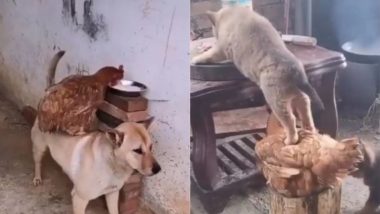 Viral Video: खाना चोरी करने के लिए मुर्गे और कुत्ते ने की एक-दूसरे की मदद, वीडियो देख आप भी उनकी दोस्ती को करेंगे सलाम