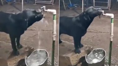 Viral Video: प्यासे डॉगी ने नल खोलकर पिया पानी और उसे बंद भी किया, उसकी समझदारी के कायल हुए लोग