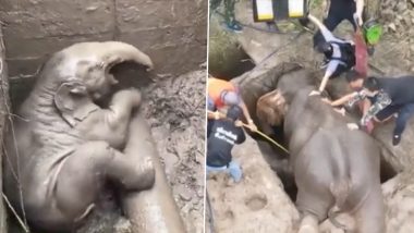 Viral Video: गड्ढे में गिरे नन्हे हाथी को उसकी मां ने नहीं छोड़ा अकेला, रेस्क्यू करने के लिए हथिनी को करना पड़ा बेहोश