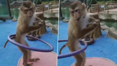 Monkey Funny Video: हुला हूप से खेलते बंदर का वीडियो हुआ वायरल, उसके हैरतअंगेज करतब ने जीता सबका दिल