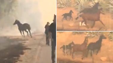 जंगल में लगी आग में फंसे अपने परिवार को बचाने के लिए जान पर खेल गया घोड़ा, असली हीरो की तरह की उनकी रक्षा (Watch Viral Video)