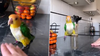 Parrot Dance Viral Video: गाने की धुन पर तोते ने किया गजब का डांस, पक्षी की क्यूटनेस पर फिदा हुए लोग