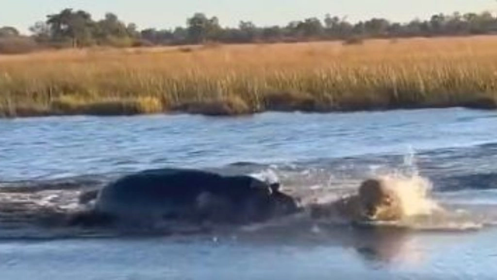 दरियाई घोड़े को सामने देखकर शेरों की हालत हुई खराब, भीगी बिल्ली बनकर भागने पर हुए मजबूर