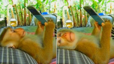Monkey Viral Video: बेड पर आराम से लेटकर मोबाइल फोन चलाते बंदर का वीडियो वायरल, अंदाज है उसका निराला