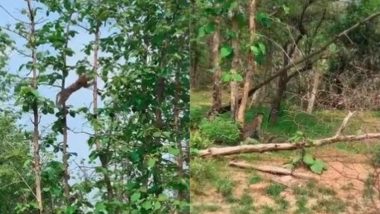 Viral Video: पेड़ पर चढ़कर तेंदुए ने लगाई जबरदस्त छलांग, शिकारी ने बंदर को झटके में दबोचा