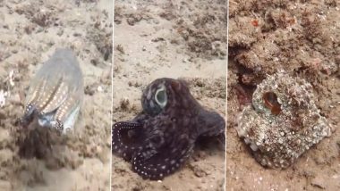 Mysterious Octopus: पलक झपकते ही अपना रंग बदल लेता है यह रहस्यमय ऑक्टोपस, वायरल वीडियो देख हो जाएंगे हैरान