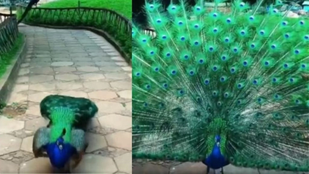 सावन में मोर ने पंख फैलाकर किया ऐसा मनमोहक डांस, Viral Video देख मंत्रमग्ध हुए लोग