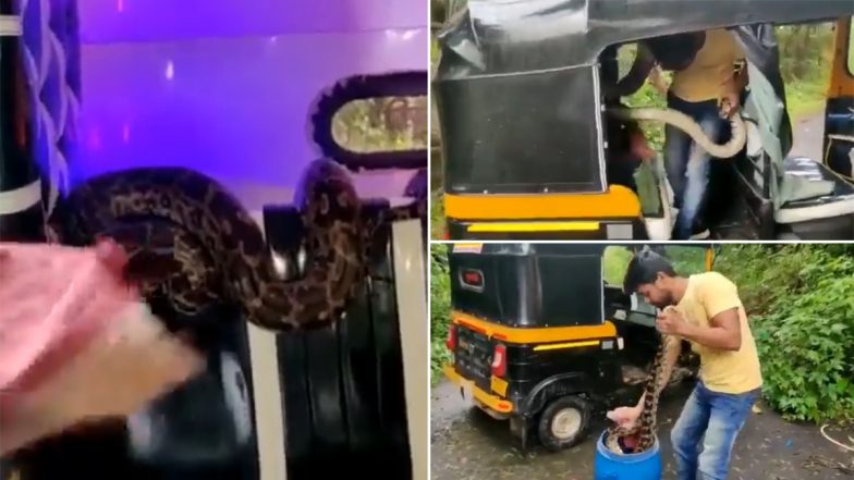 Viral Video: ऑटो रिक्शा में यात्रियों की सीट से लिपटा दिखा विशालकाय अजगर, ऐसे किया गया रेस्क्यू