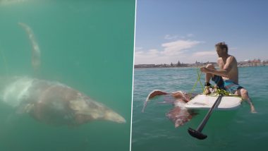 Shocking! समंदर में सर्फिग का लुत्फ उठा रहा था शख्स, तभी खतरनाक समुद्री जीव ने किया अटैक और फिर... (Watch Viral Video)